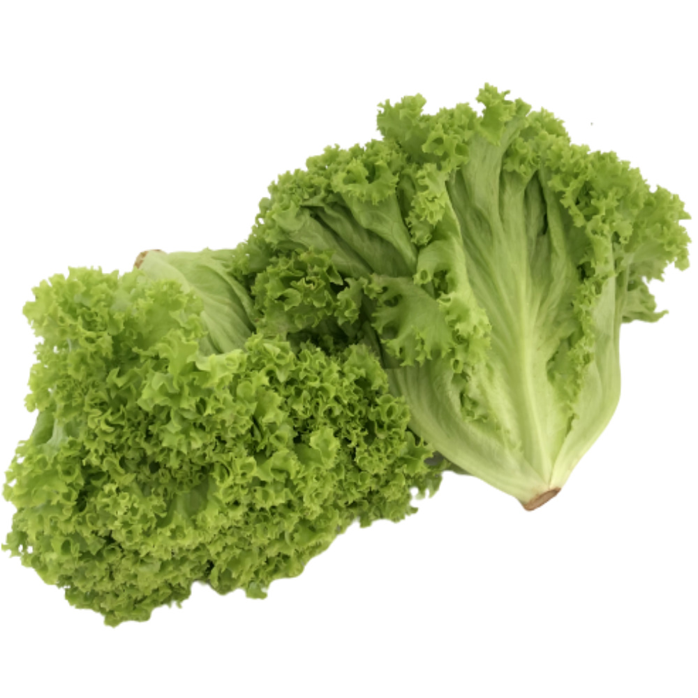 Green Coral Lettuce +/300g MyGroser